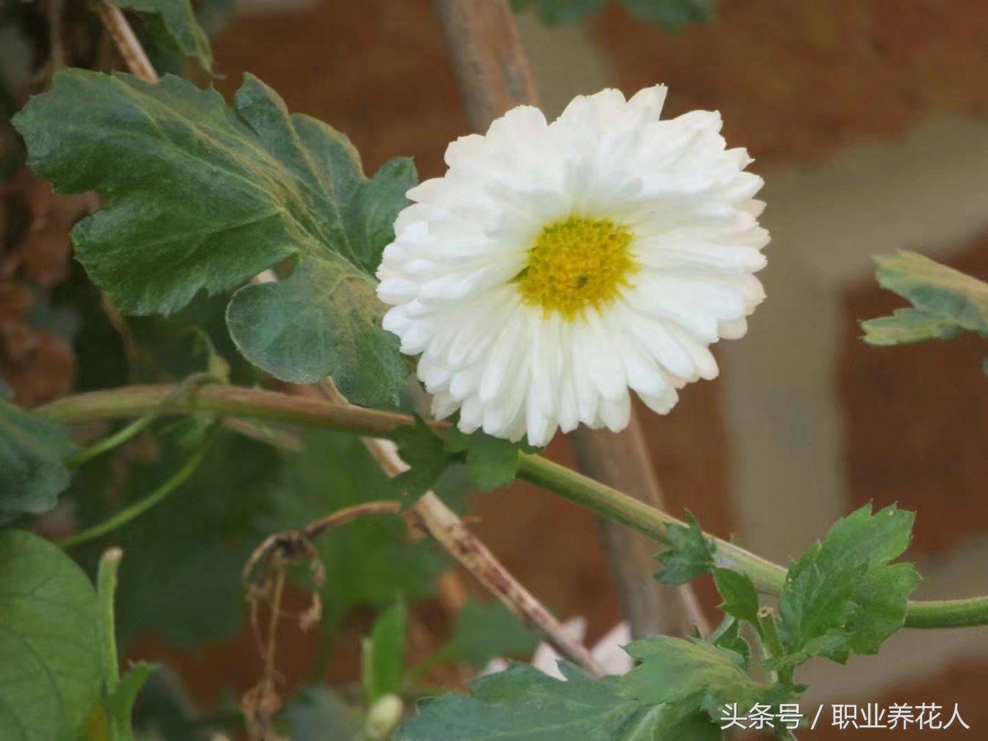 杭白菊高清大图赏析