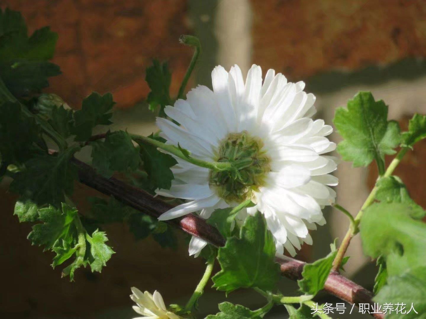 杭白菊高清大图赏析