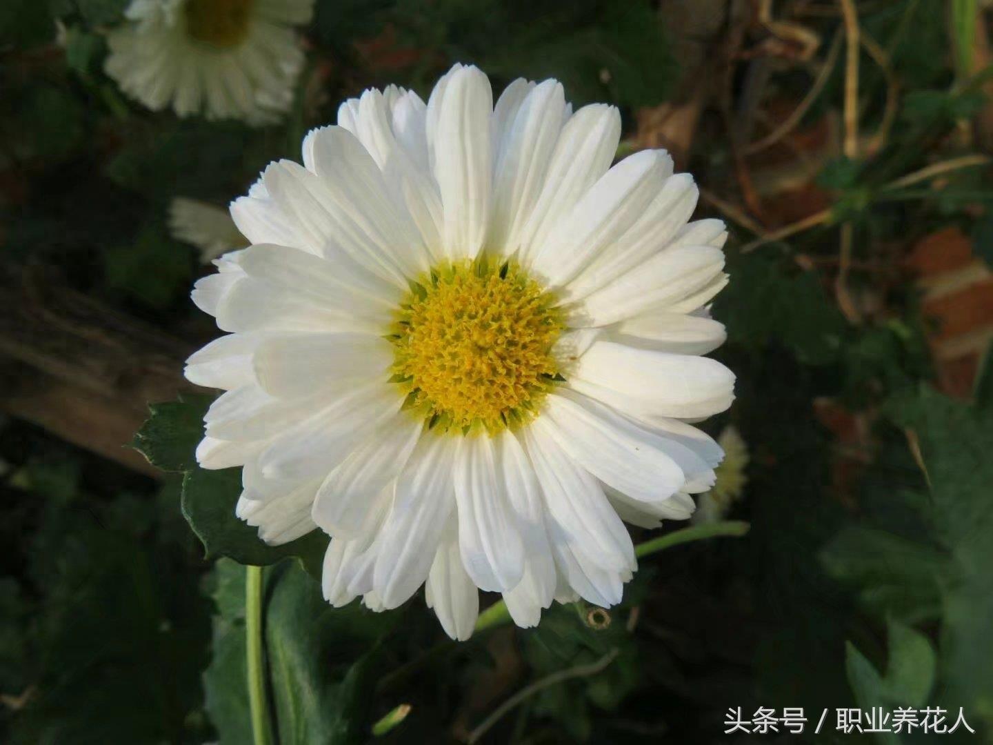 杭白菊高清大图赏析