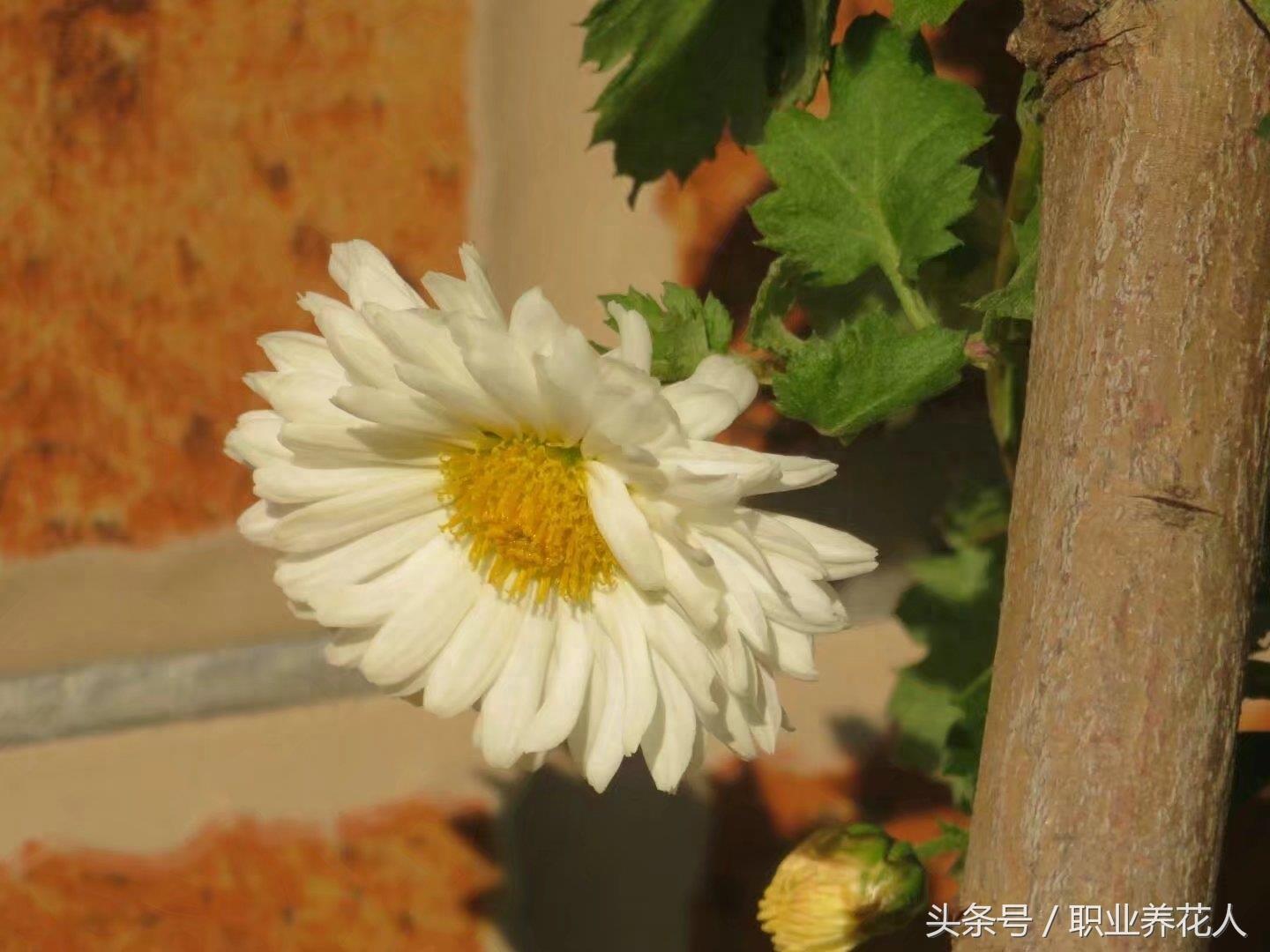 杭白菊高清大图赏析