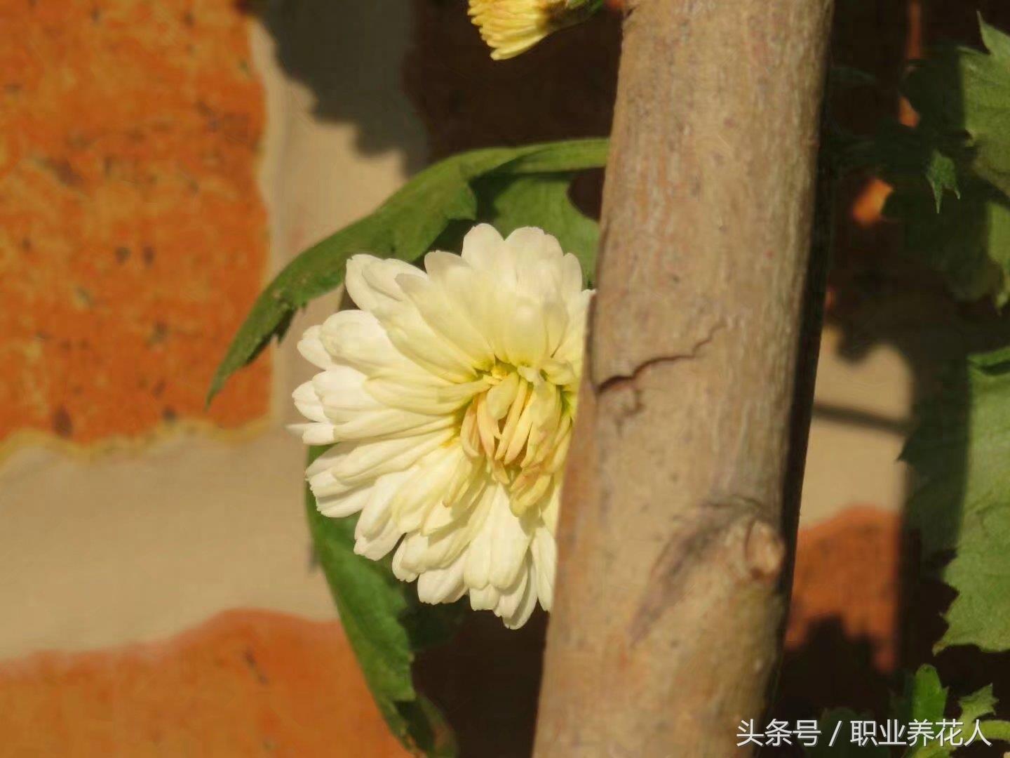 杭白菊高清大图赏析