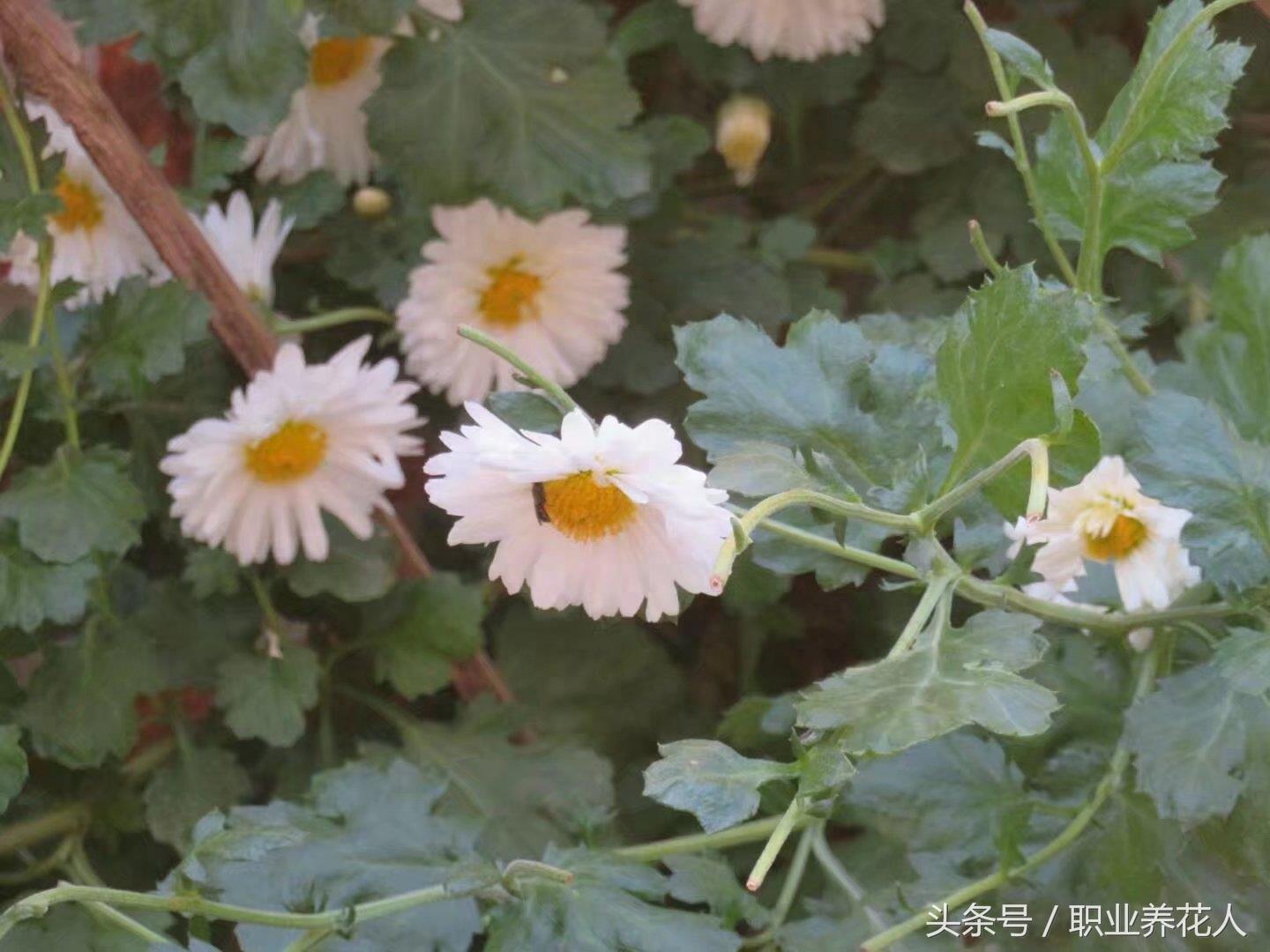 杭白菊高清大图赏析