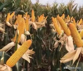 ​亩产2000斤的玉米优迪919，其穗长30公分，三大产区都可以种