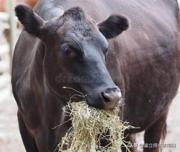 ​肉牛育肥饲料配方