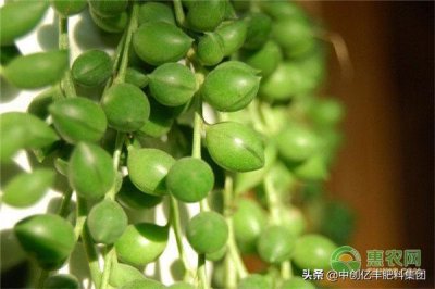 ​佛珠吊兰的养殖方法和注意事项