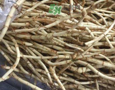 ​鱼腥草可以和蜂蜜一起喝吗？蜂蜜能和鱼腥草一起泡吗