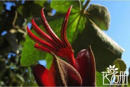 世界上最妖孽花的花语(世界上7种最妖孽的花花语)插图3