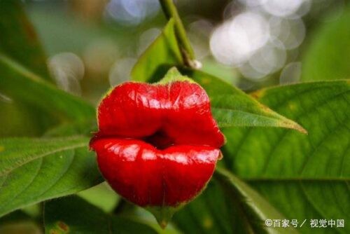 世界上最妖孽花的花语(世界上7种最妖孽的花花语)插图4