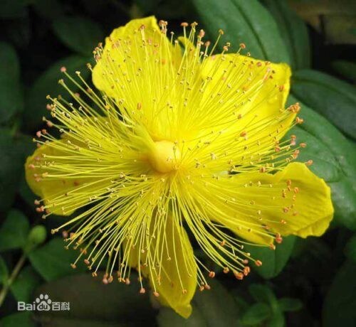 世界上最妖孽花的花语(世界上7种最妖孽的花花语)插图1