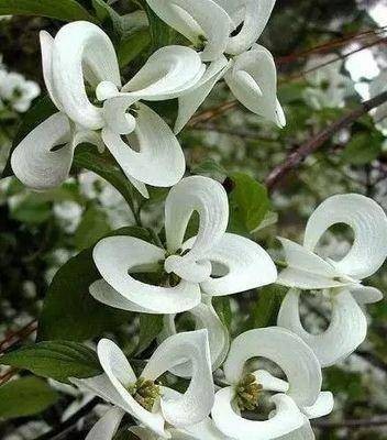 世界上最妖孽花的花语(世界上7种最妖孽的花花语)插图6