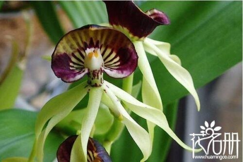 世界上最妖孽花的花语(世界上7种最妖孽的花花语)插图2