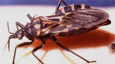​世界十大吸血鬼生物：蚊子仅居第八，冠军是锥蝽