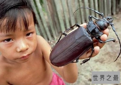​世界上最大的昆虫，泰坦甲虫长达21厘米（比人的手掌都大）
