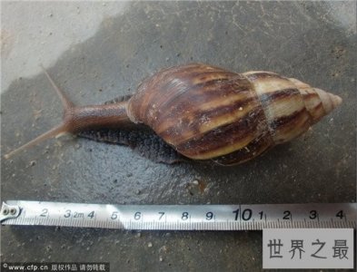 ​非洲大蜗牛不但外形恐怖，误食还会造成死亡