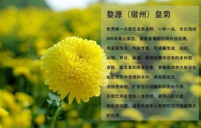 ​黄菊花茶的功效与作用（吃了有什么好处）