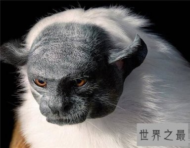 ​保护濒危动物是每个人的责任 七种濒危动物介绍