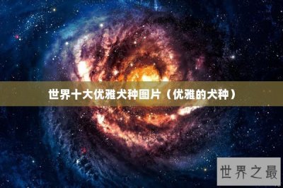 ​世界十大优雅犬种图片（优雅的犬种）