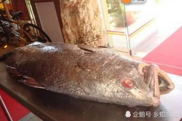 世界上最珍贵的食用鱼，肉很粗糙，但依然是高价难求