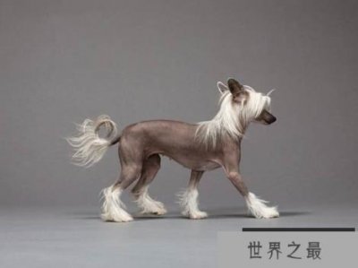 ​世界上十种最贵的宠物 白狮幼崽竟高达9万多人民币