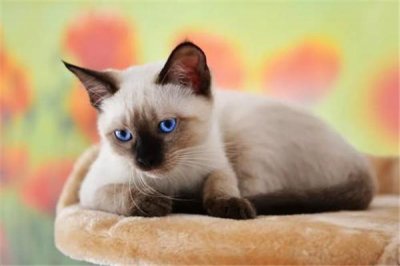 ​世界上体型最小的猫：新加坡猫体重在1.8-3.6kg之间